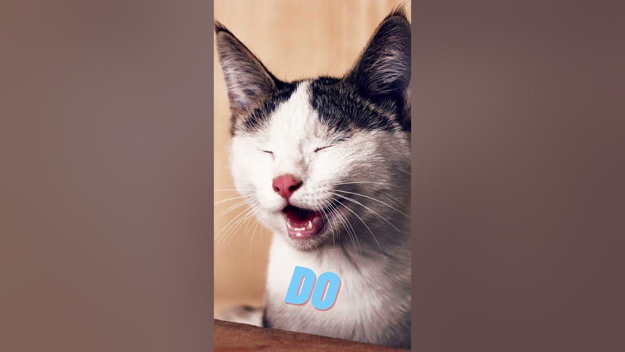 what-does-a-choir-of-cats-like-to-sing-dad-jokes-3-cornyjokes