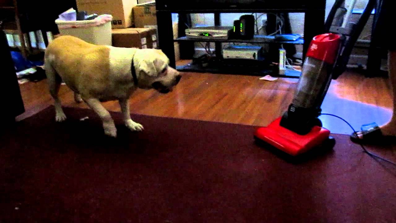 Dog Attacks Vacuum (Patches the Vacuum Killer) YouTube