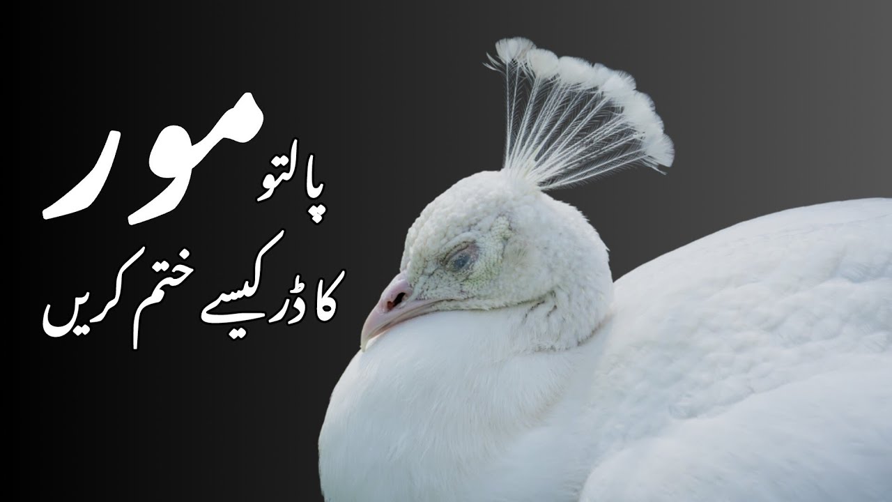 How to Win a Peacock's Trust? | Peacock Villa