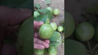 Desi fruits Guava fresh &amp; clean village food/ Food Hunting Videos #guava #food #fruit #streetfood