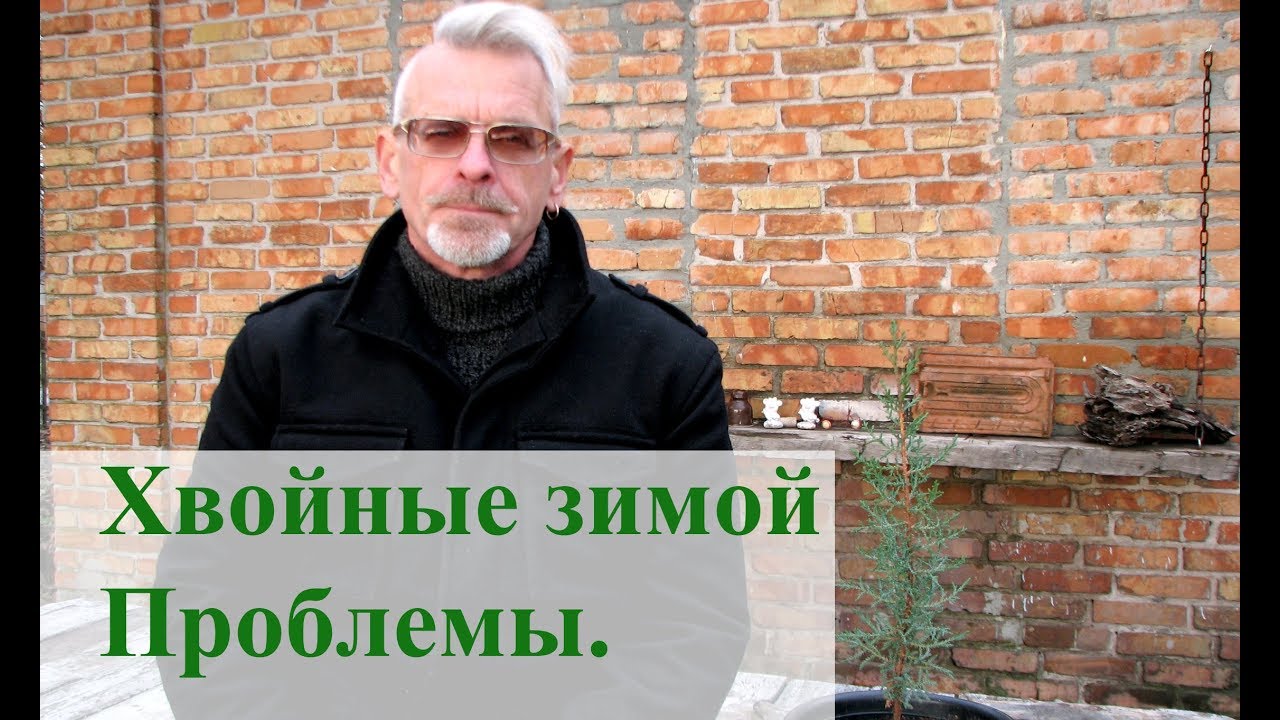Хвойные растения, как уберечь зимой