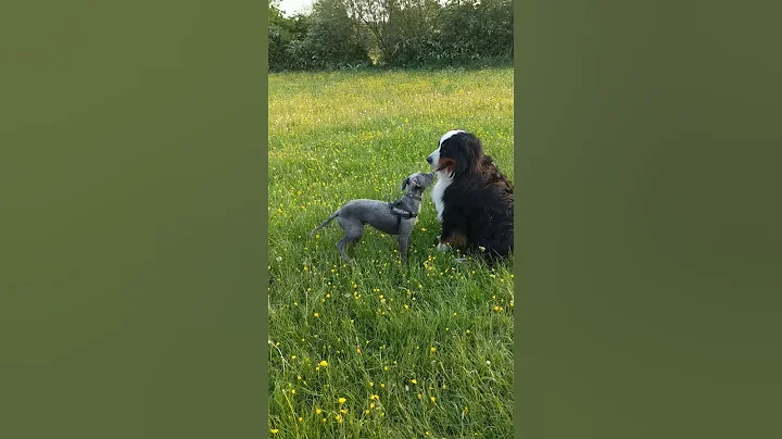 When Toby met a big bear