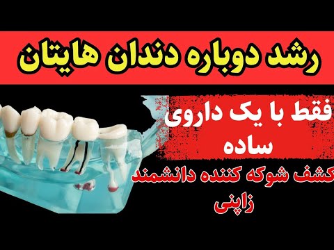 با این دارو دندان ها دوباره مثل کودکی رشد میکنند کشف جدید دانشمند ژاپنی