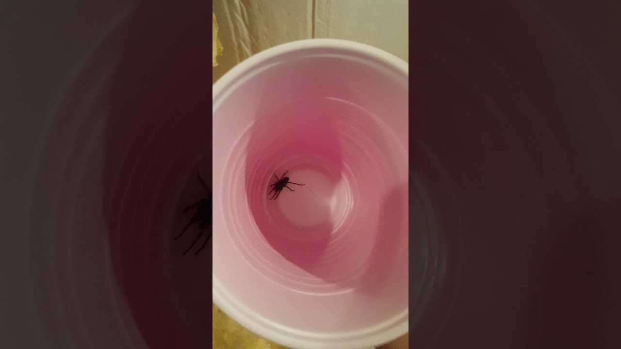Washing Machine Spider Capture YouTube