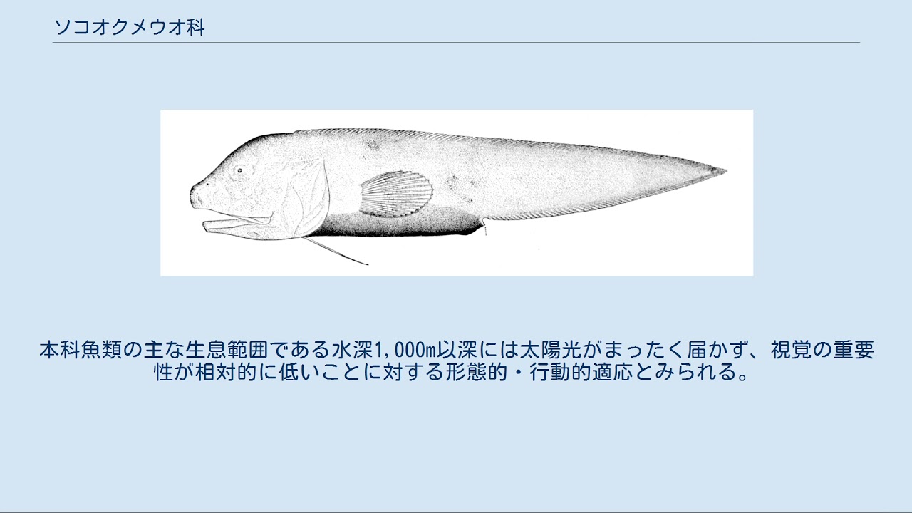 ソコオクメウオ科 Youtube