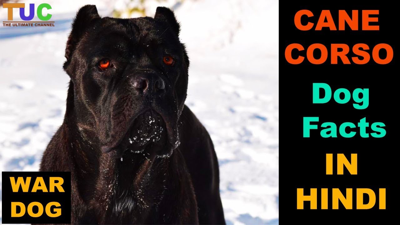 Cane Corso Dog Facts In Hindi Popular Dogs Tuc The Ultimate Channel
