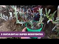 3 SUCULENTAS SÚPER RESISTENTES | Carpobrotus edulis, Ruschia uncinata y Malephora crocea (Corregido)