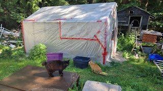 GROWING CANNABIS OUTDOORS IN THE GREENHOUSE 