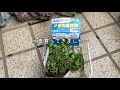 ビオトープに水草を買って来ました♪