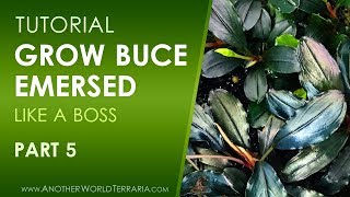 Grow Buce Emersed (Like a Boss!)  Part 5