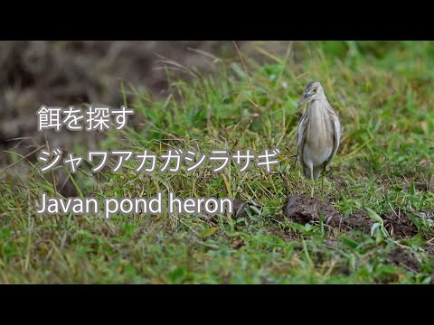 【餌を探す】ジャワアカガシラサギ Javan pond heron