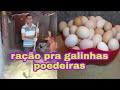 A fórmula da raçâo pra 300 galinhas poedeiras | ovos em abundância |canal da Pathy