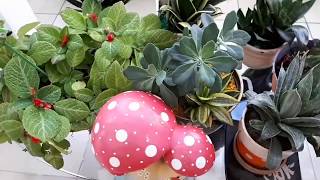 Tour pela varanda 10 dicas simples e cuidados de plantas em vasos e jardim