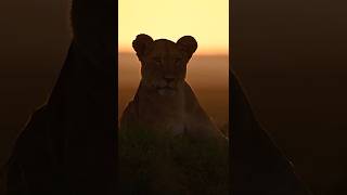 Cry of the Kalahari - Trailer
