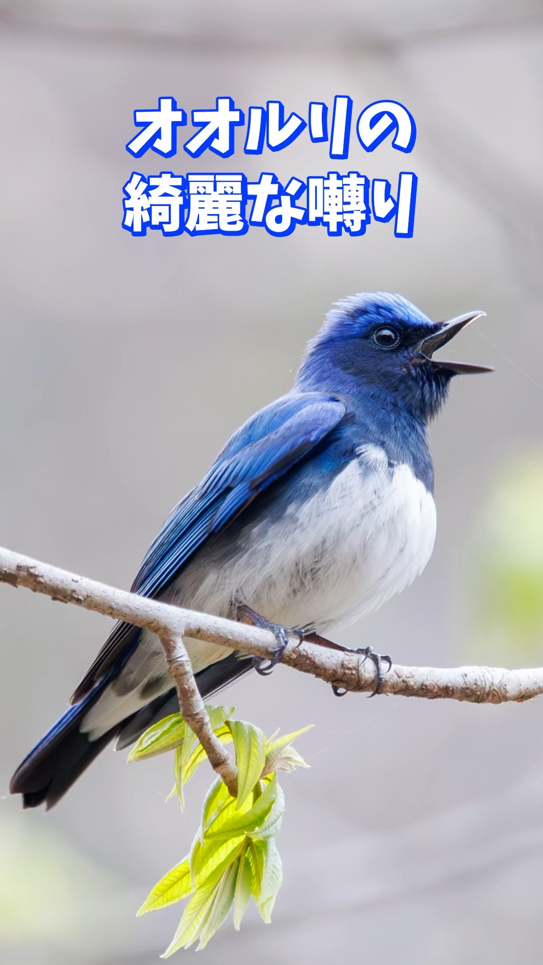 オオルリ囀り、鳴き声 - YouTube