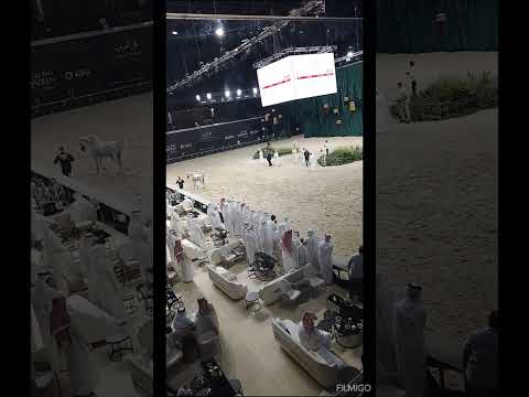 # horseevent#entertainmentvideo #videoshow #youtubevideo