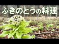 ふきのとうを収穫して作る美味しい一品
