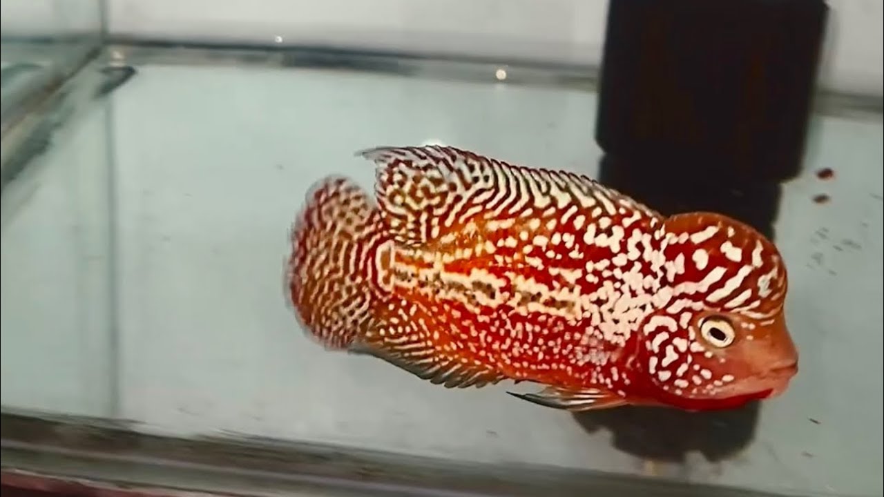 Dàn Cá Vip Kamfa Và GB F1 Thái| TOANKAMFA| SĐT 0344108746