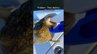 How to Stop Pufferfish From Destroying Your Lures 🎣 Florida Fishing Tip