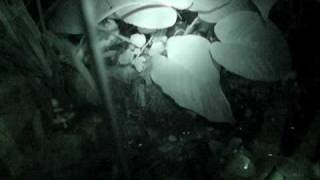 Theloderma asperum