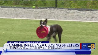 Richmond-area shelters closed amid Canine flu outbreak