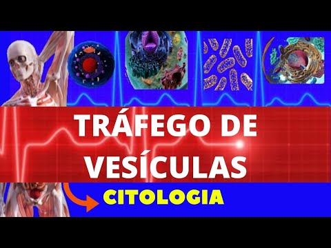 Vídeo: Por que a clatrina é importante?