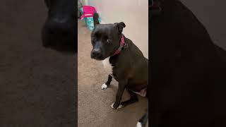 #pitbull #labrador #dog #doglover #cutedog #youtube #shorts #viral