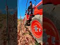 Griffage au micro-tracteur dans une jeune parcelle de Mâcon-Pierreclos rouge 🚜