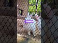 tirumala rabbit