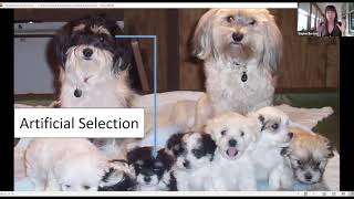 I Heart Science-SophieBarton-How Dogs Evolved