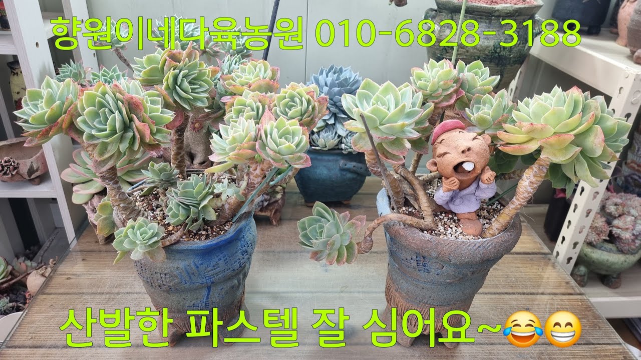 (26.2.26.목)피멍깨멍 파스텔 키우기 쉬워요~😁😆