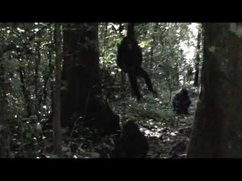 Chimp Arm shake Video 2 - Chimp Arm shake Video 2