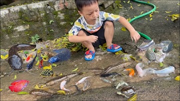 Tổng hợp video cá cảnh đẹp, các loại cá nước ngọt, cá ba đuôi , cá Hồng vĩ, cá vàng , cá đỏ tv , cua