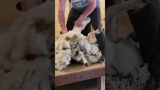 Sheep shorn in 90 seconds on a farm near Christchurch New Zealand