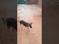 Dogs Catch Ball