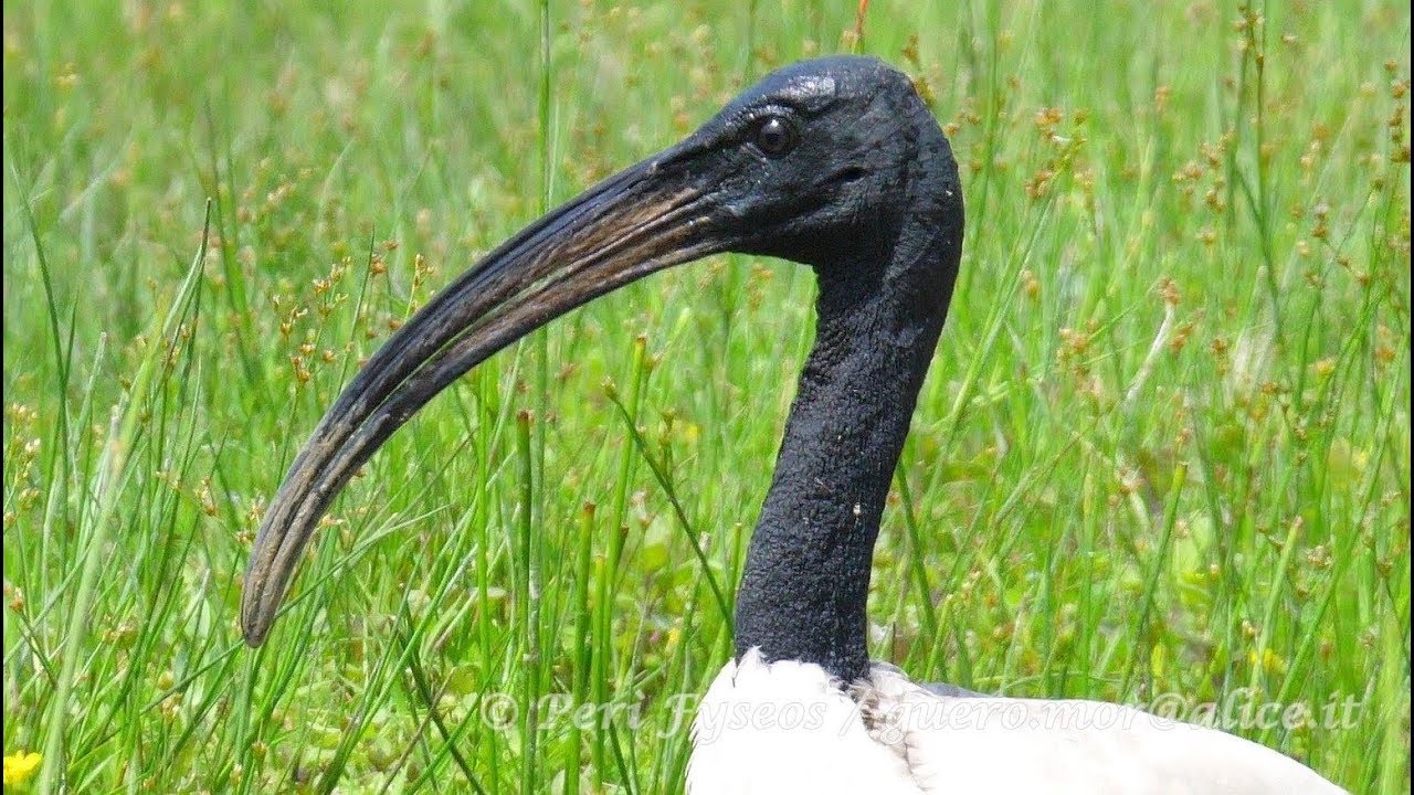 Ibis sacro (Threskiornis aethiopicus)