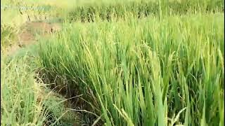 KUMPULAN LAGU ASEP SONATA FULL ALBUM!