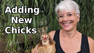 How We Add New Chicks to Our Existing Flock Without Fighting.  I#AddingNewChicks