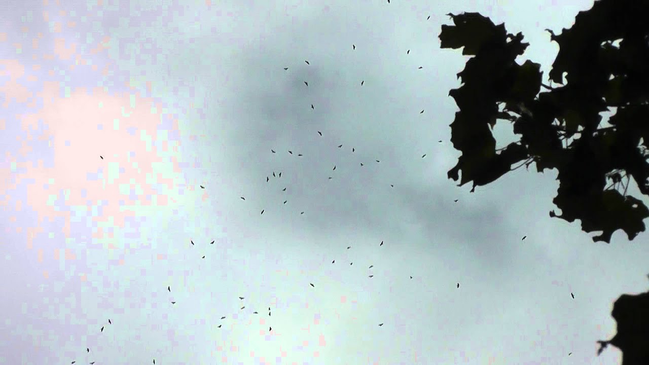 BroadWinged Hawk Kettle (wait for it) YouTube