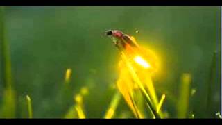 Ed Sheeran - FireFly - Video Lyrics