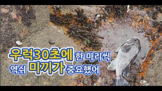 #226.꼴뚜기 오징어 지그헤드를 사용해서 우럭 구멍치기를 해보았습니다.서해 안면도 태안 해루질 운여 韓国の釣りKorea fishing Korea fiske Surf fishing