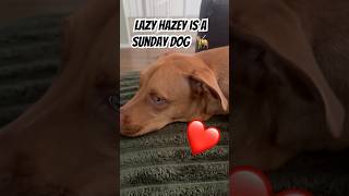 Every day is Sunday for Hayes dog ❤️🐶❤️ #likeandsubscribe #puppy #dog #shorts