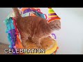 How our cat prefers to celebrate his birthday