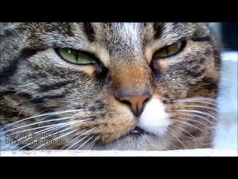 Locally Sourced By Jason Farnham 1 Hour Royalty Free Music