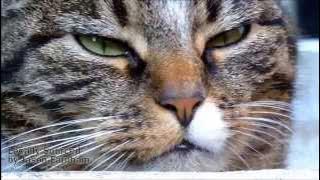 Locally Sourced by Jason Farnham | 1 Hour | Royalty Free Music