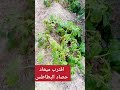 اقترب ميعاد الحصاد للبطاطس المنزلية   