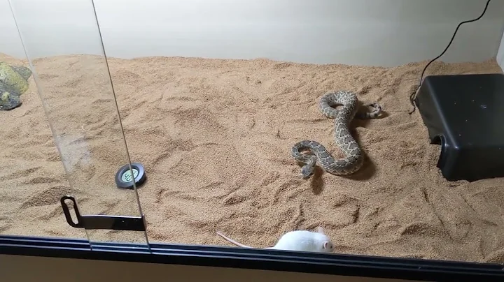 Crotalus Scutulatus aka the Deadly Mojave Rattlesnake WARNING! Live Feeding. Plz Like & Subscribe!