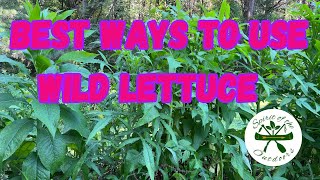 The best ways to use wild lettuce for pain