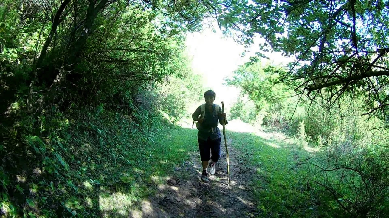 Сосновка киргизии Сосновка киргизии