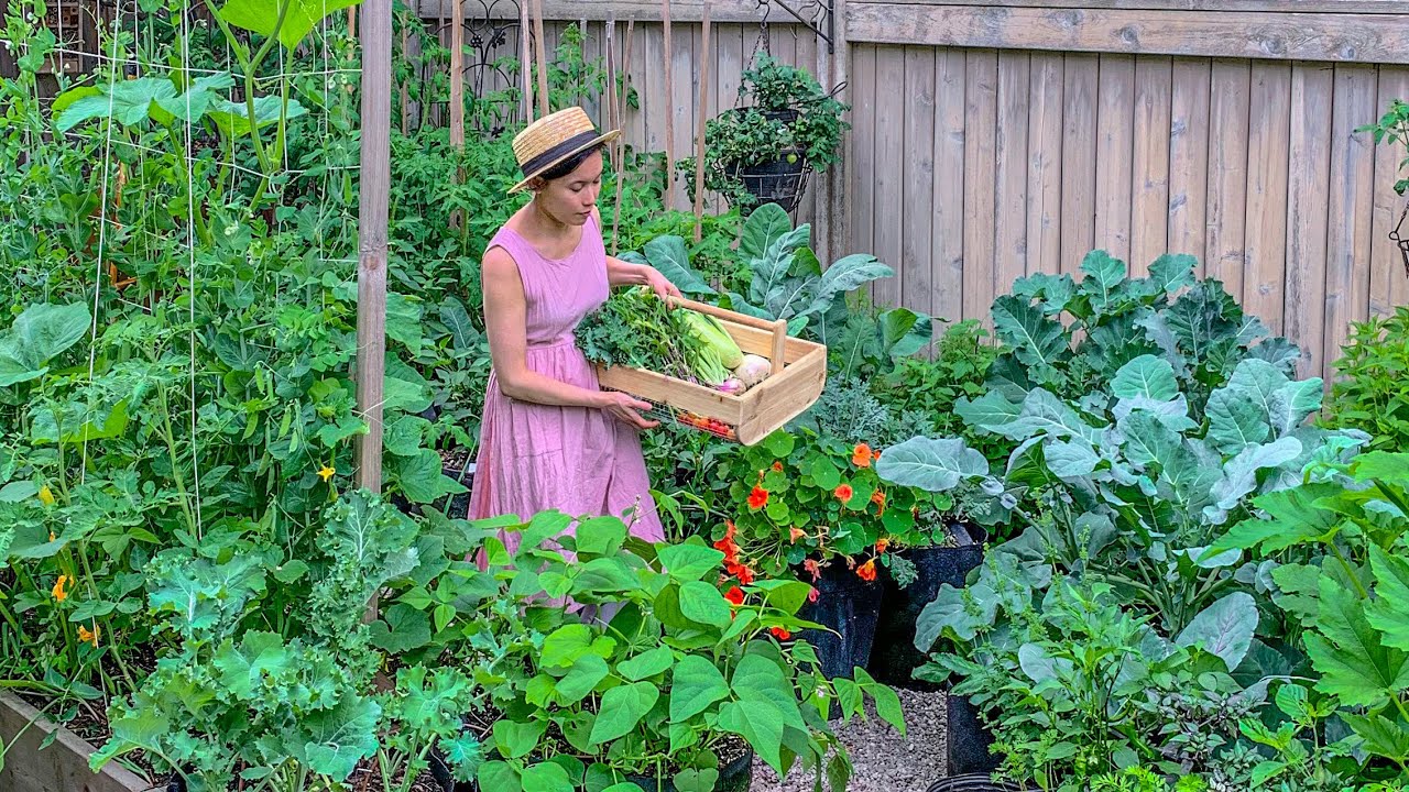 Harvesting different Vegetables in my Garden for our breakfast \